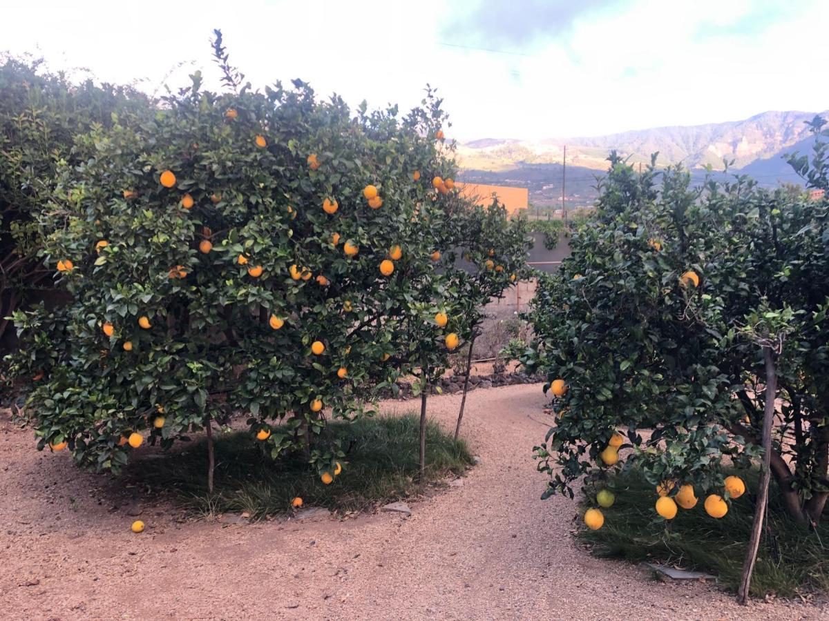Afrikan Krisant Tenerife, Casa Rural Ecologica Arafo 외부 사진