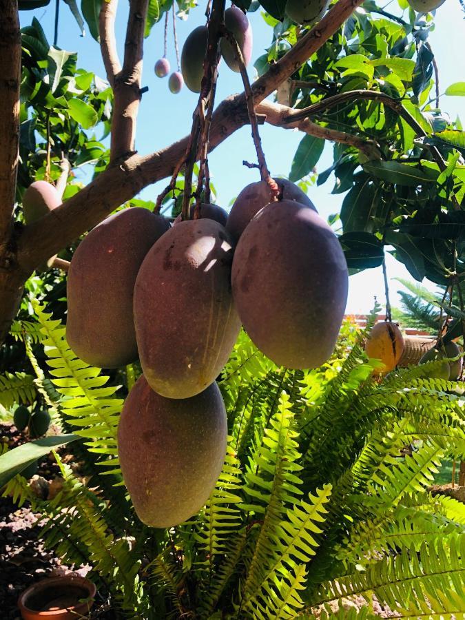 Afrikan Krisant Tenerife, Casa Rural Ecologica Arafo 외부 사진