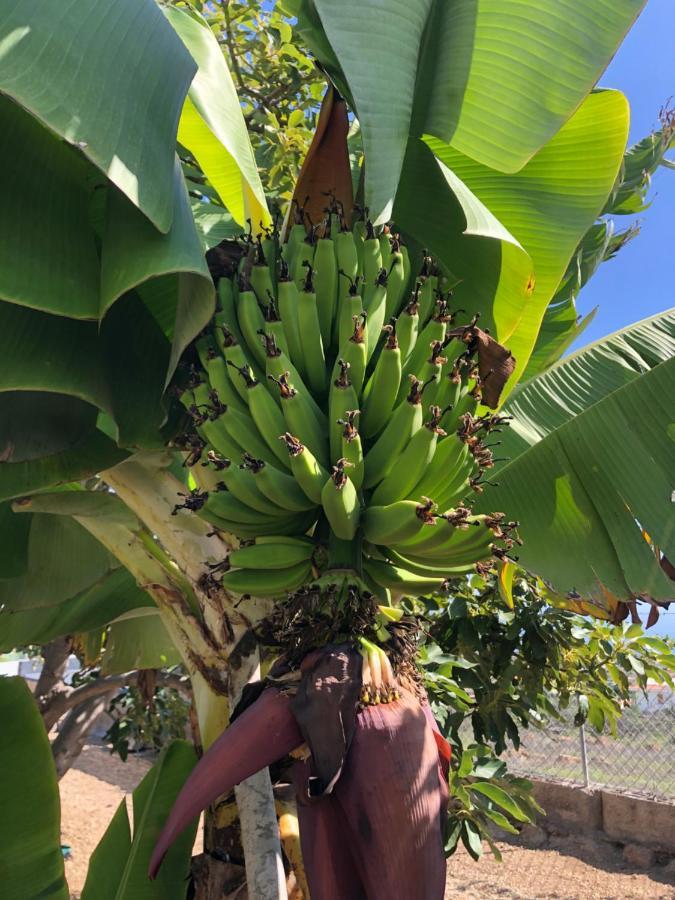 Afrikan Krisant Tenerife, Casa Rural Ecologica Arafo 외부 사진
