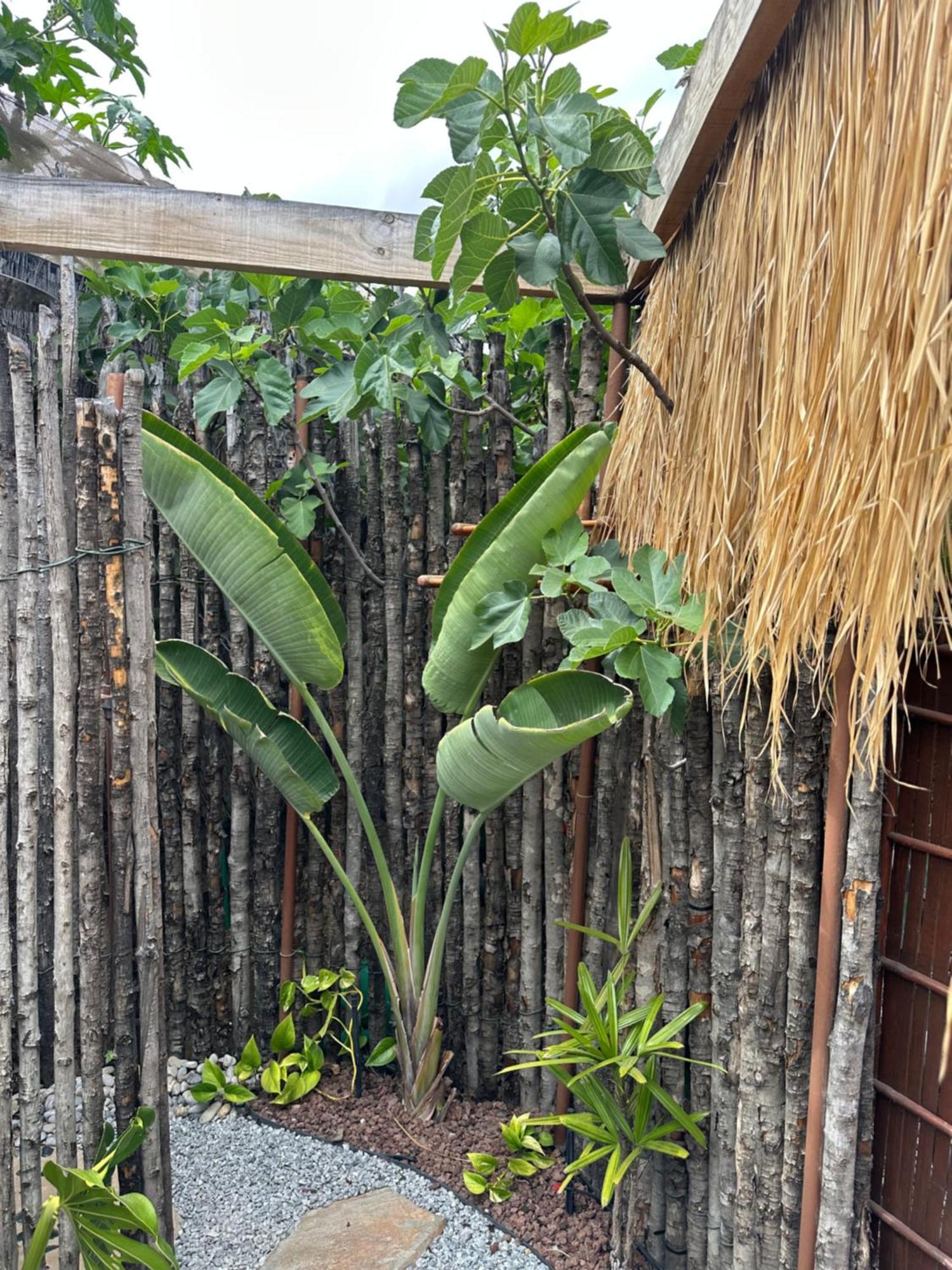 Afrikan Krisant Tenerife, Casa Rural Ecologica Arafo 외부 사진